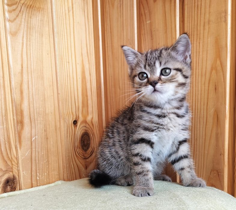 Дівчинка-красуня полосата шотландочка