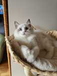 Ragdoll kocica na kolanka