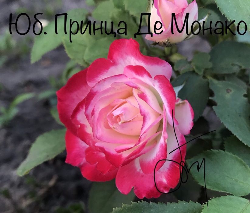 Туя Смарагд. 40см