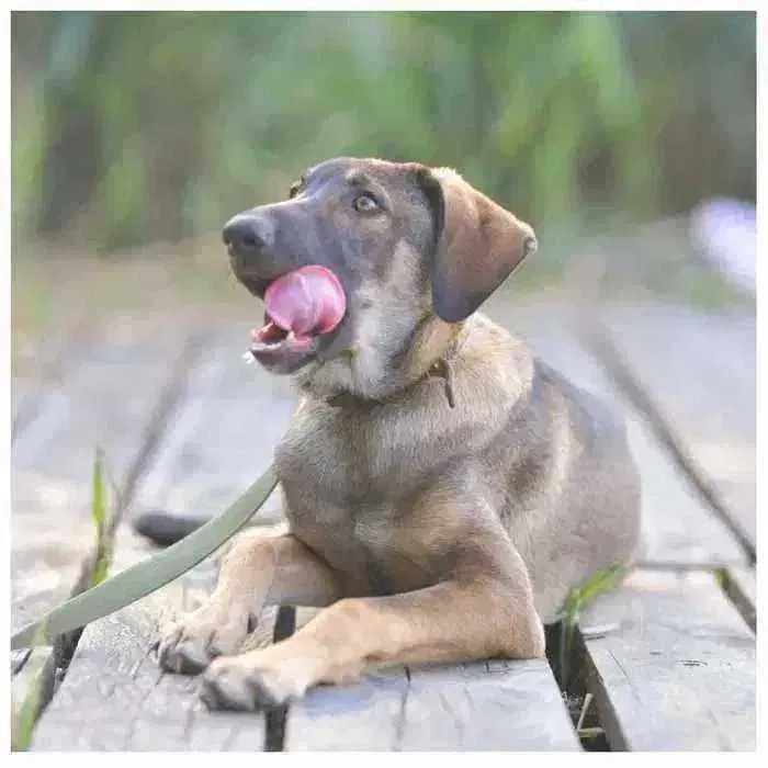 Молодой пес, щенок