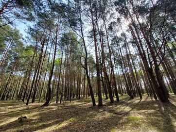 Las, działka leśna o pow 4,3ha Marysin, gm.Strachówka