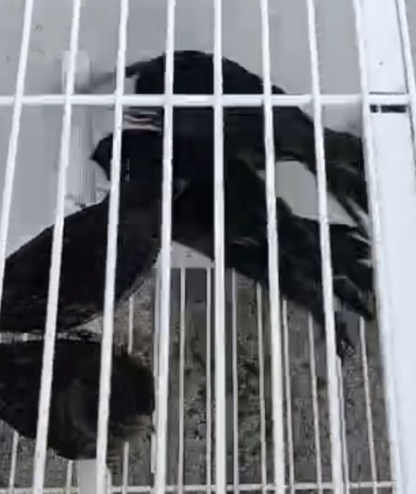 Canários Negros Amarelo Mosaico