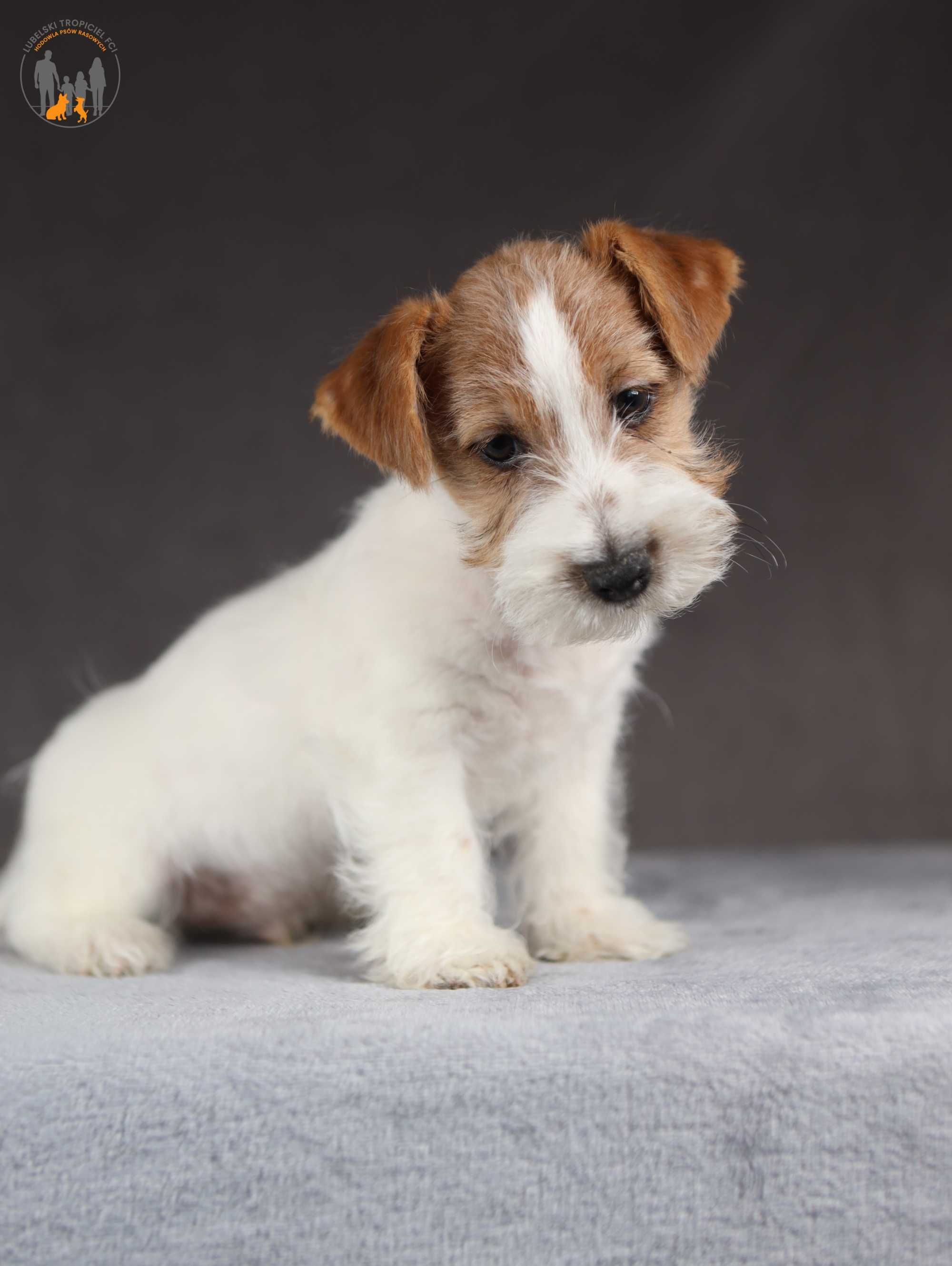 Jack Russell Terrier ZKwP FCI piękny piesek po Ch.PL rezerwacja