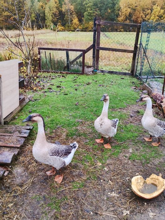 Sprzedam gęsi garbonosy