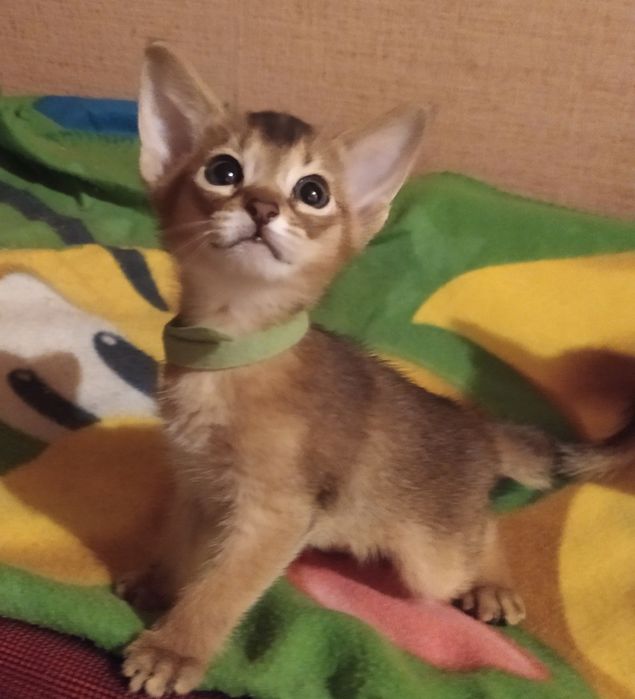 Продаются абиссинские котята