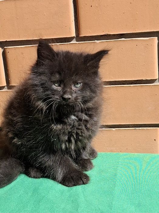 Котята мейкунчики