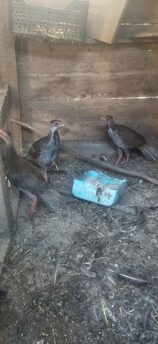 Срібний фазан самець 2025