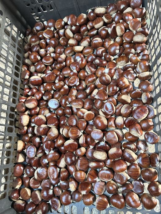 Castanhas fresquinhas