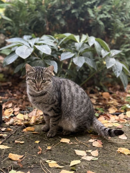 Віддамо котиків в хороші руки