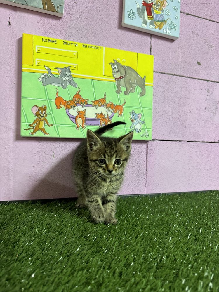 Кошеня дівчинка безкоштовно котенок