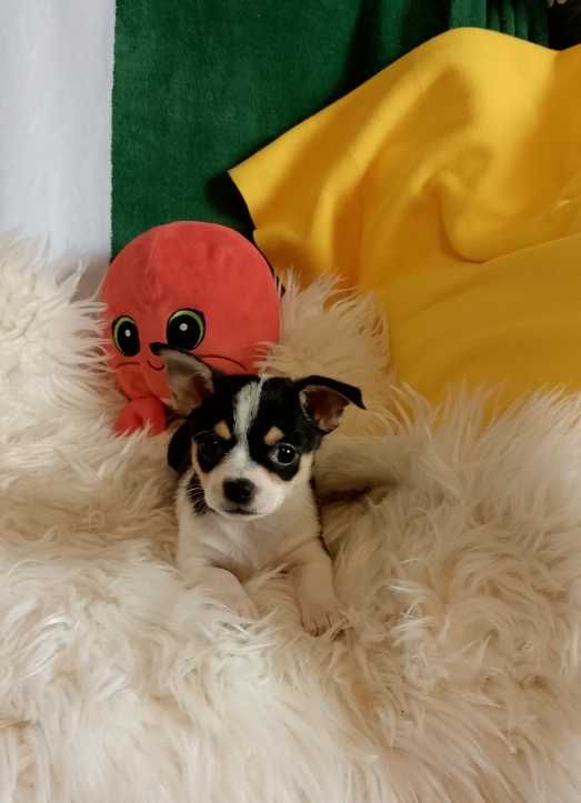 Chihuahua chłopiec