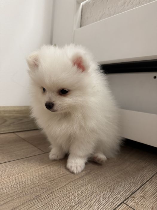 Pomeranin & Maltipom