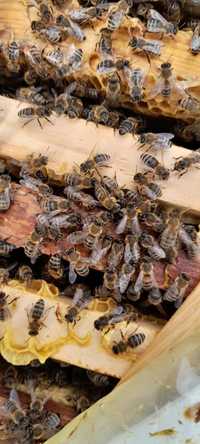 Продам бджолопакети 1200 грн