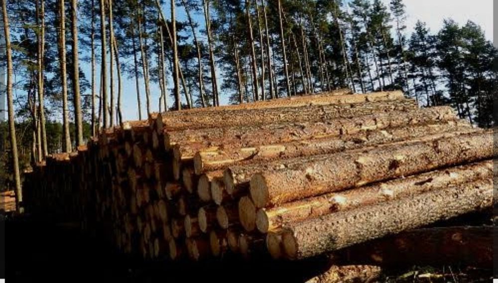 Drewno / kłody tartaczne: świerk, sosna, olcha