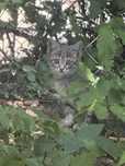 Кошеня шукає дім! БЕЗКОШТОВНО