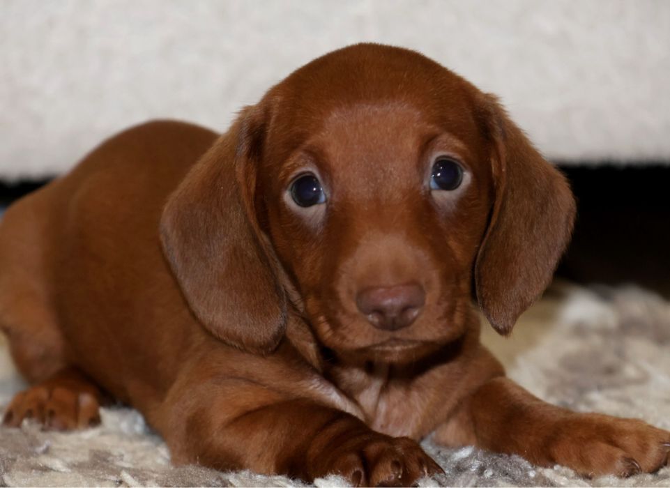 Jamnik Miniaturowy Red Unikat Piesek