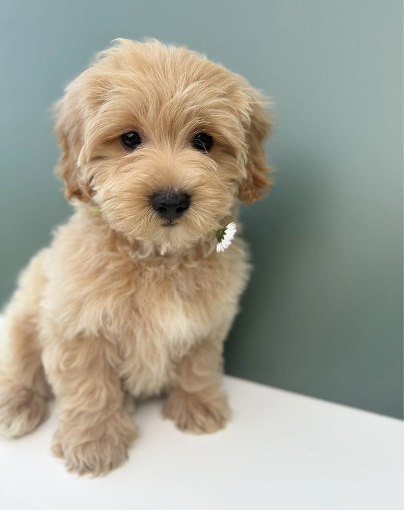 Maltipoo biszkoptowy piesek