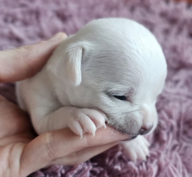 Chihuahua krótkowłosa suczka sunia dziewczynka biała szczeniak chi