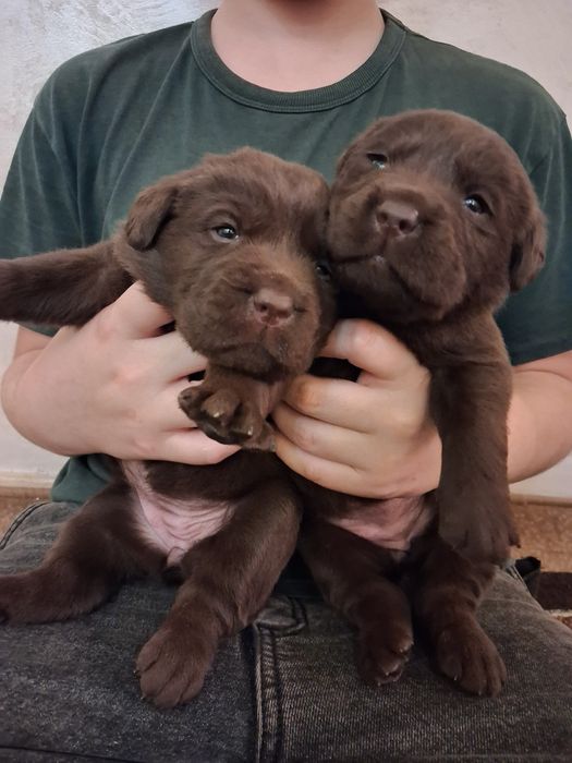 Шоколадные щенки лабрадора