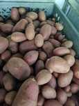Batata Laura nova