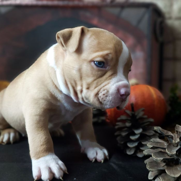 Цуценята Американського буллі