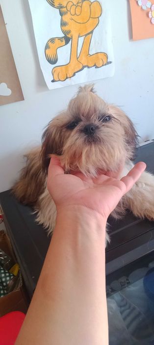 Shih-tzu macho porte mini,  com LOP