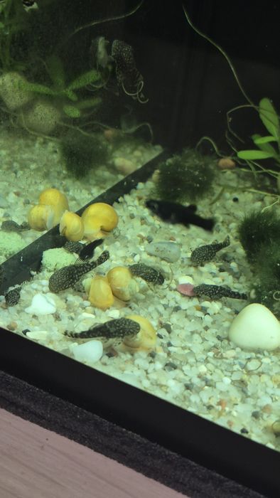 Чёрная молинезия. Живородка. Анциструс. Ампулярия