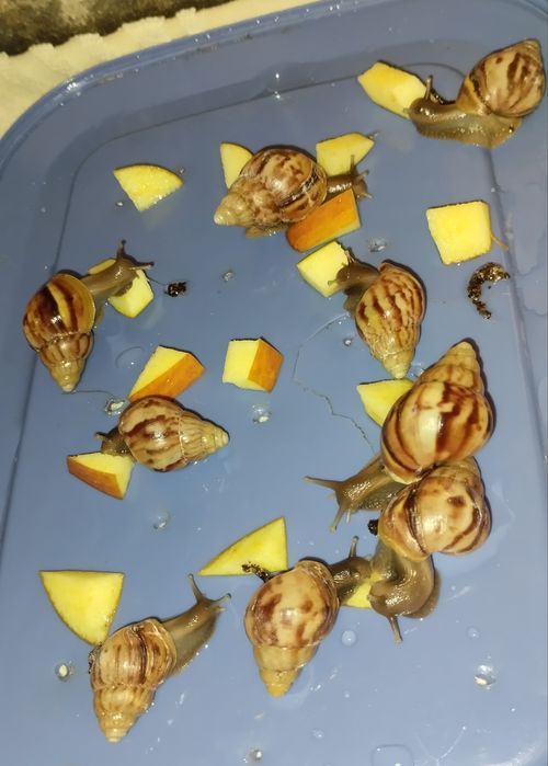 Улитки Ахатины 30 грн Нивки-Виноградарь