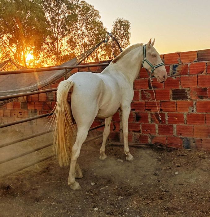 Vendo égua Izabel e poldro albino caramelo