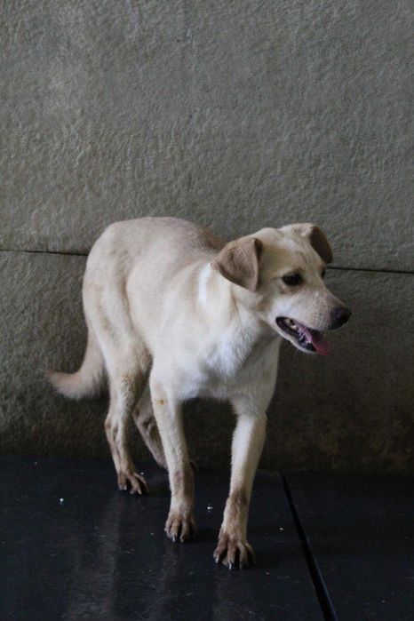 000886 Alina do adopcji