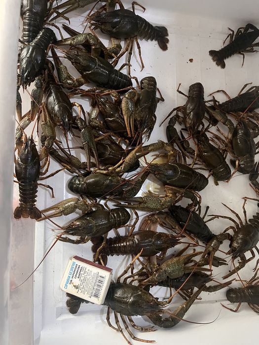Раки живі ,смачні.