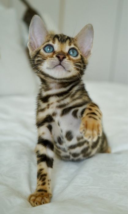 Настоящие Бенгальские котята.