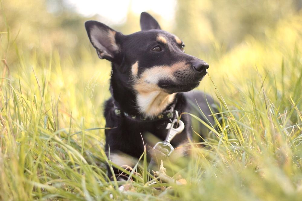 Uśmiechnięty, wesoły i przyjacielski Lisek szuka domu!