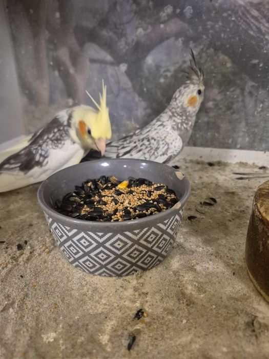 Papugi Nimfy Kraków (Swoszowice)