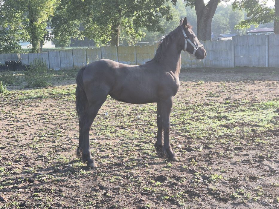 PIĘKNA Klacz fryzyjska fryz cudowny ruch