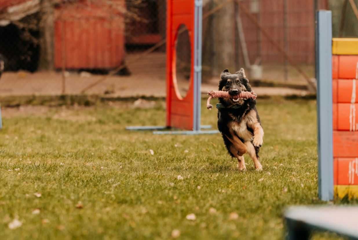 Młody psiak w typie owczarka poleca się do adopcji!!!