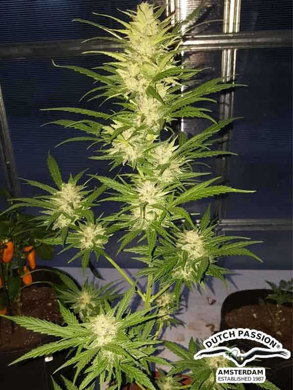 Oryginalne nasiona Dutch Passion Auto Cinderella Jack / Dutch Passion