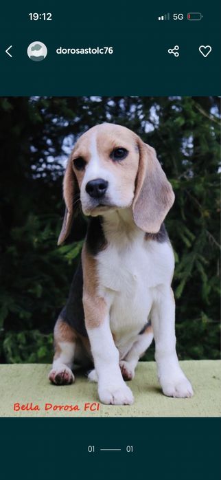 Beagle suczka Niebieska FCI