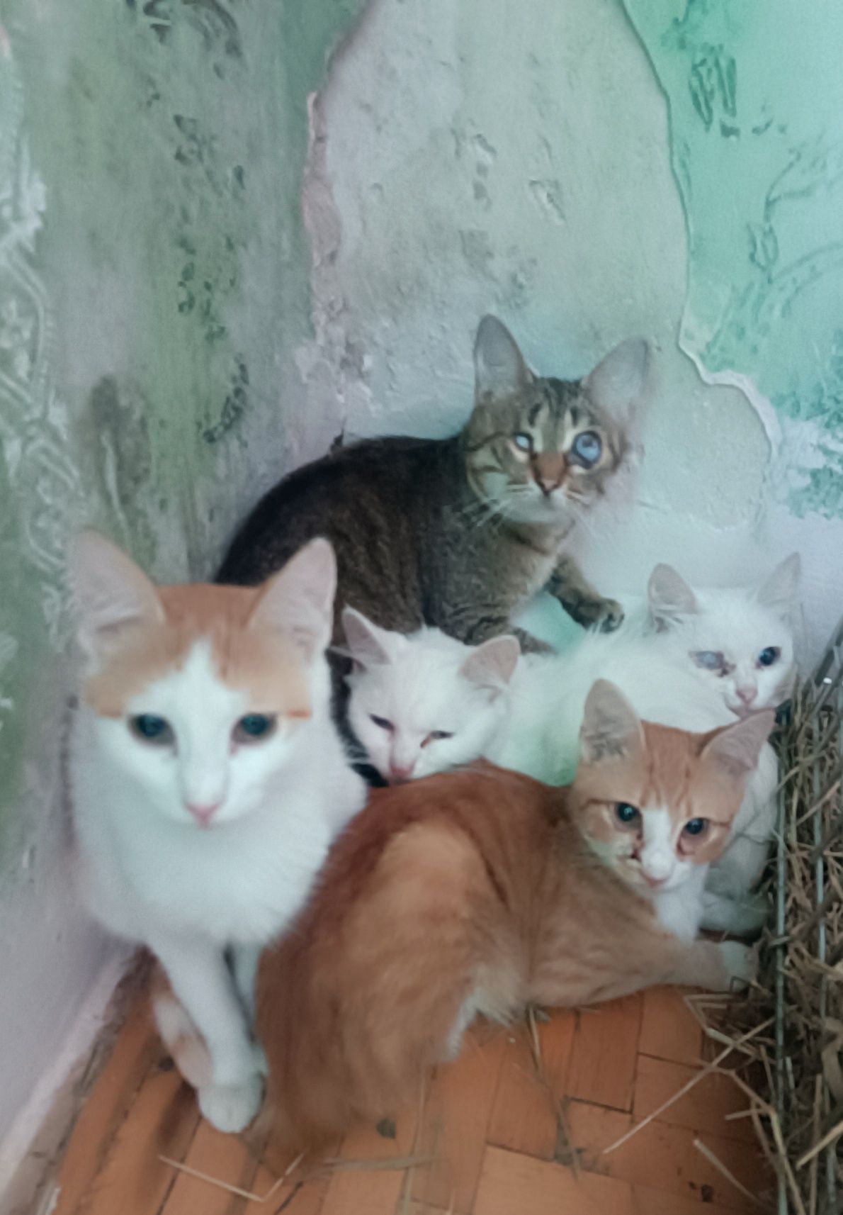 ПокровськіКотики безкоштовно