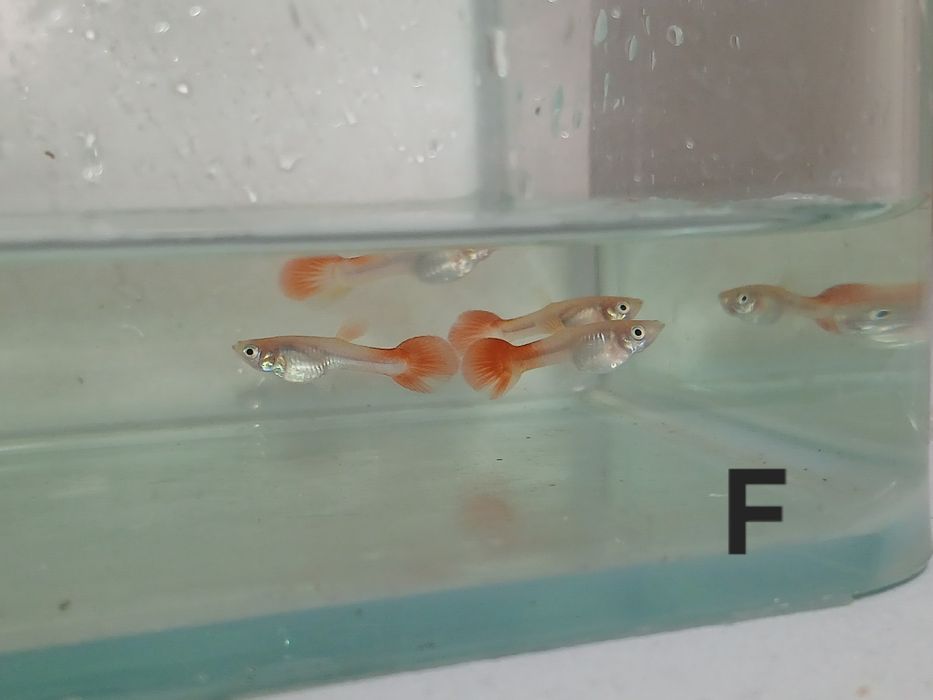Guppys full red M/F