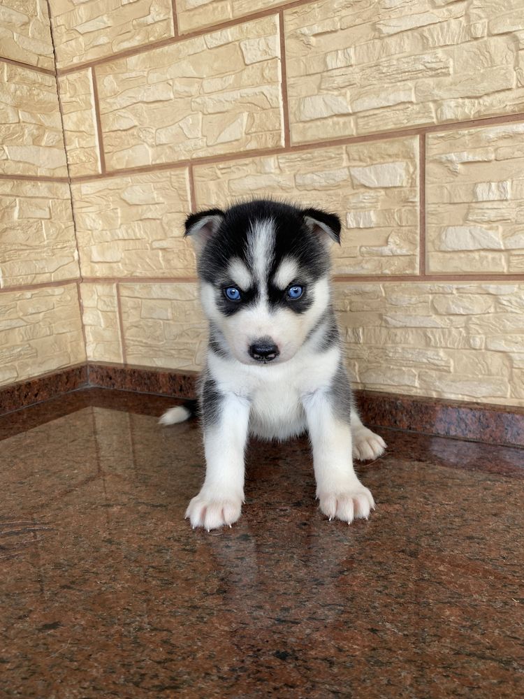 Husky Syberyjski