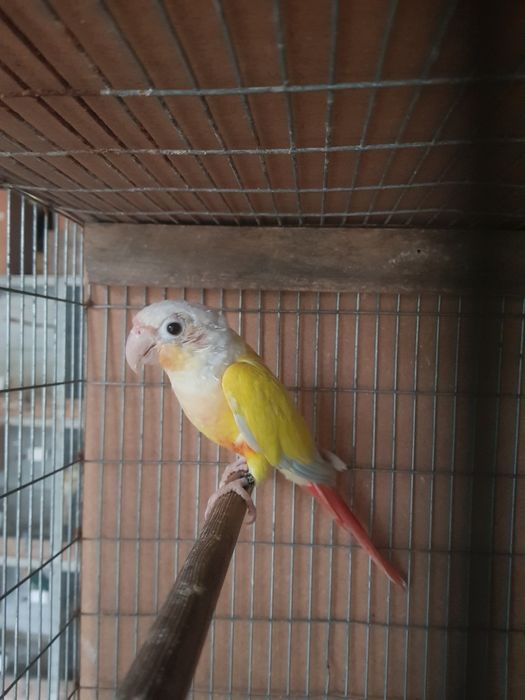 Pyrrhuras molinae para cedência (várias mutações)