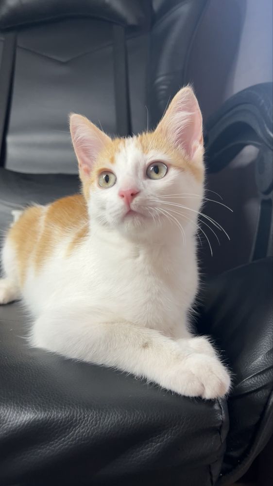 Котенок в добрые руки