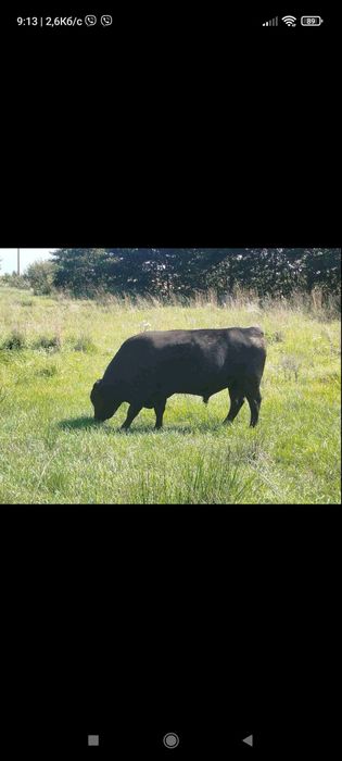 Продам 24 бики :