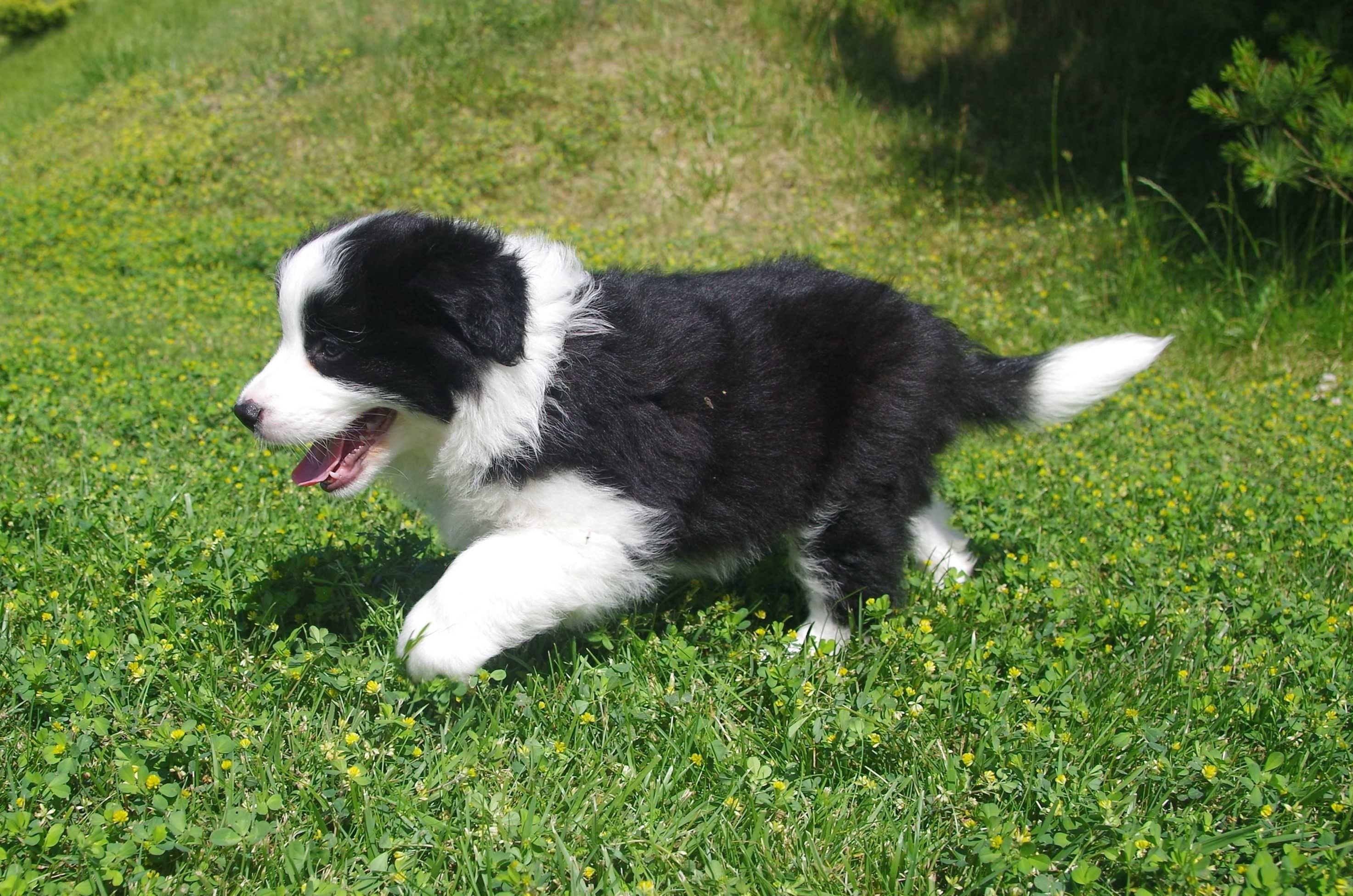 Border Collie - ZKwP/FCI śliczny piesek po Championach