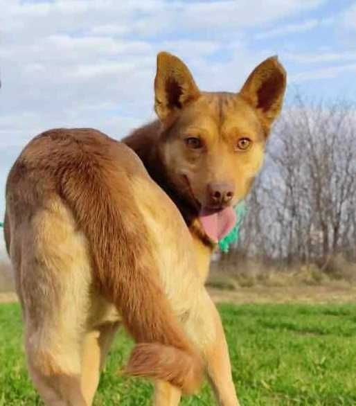 BRAUNI  oryginalnej urody i umaszczenia pies , uratowany w Bułgarii