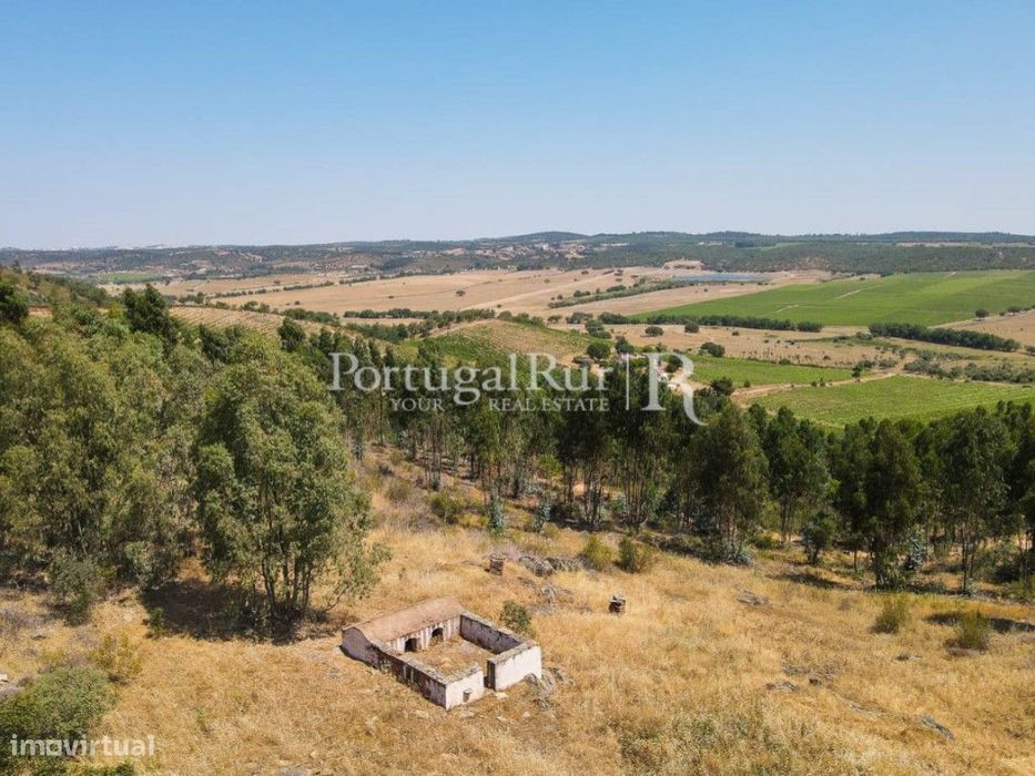 Herdade com eucaliptal em crescimento na zona de Estremoz
