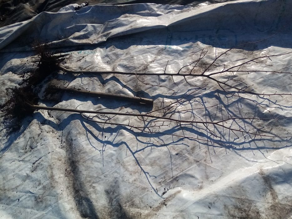 Липа!! Отличная!!