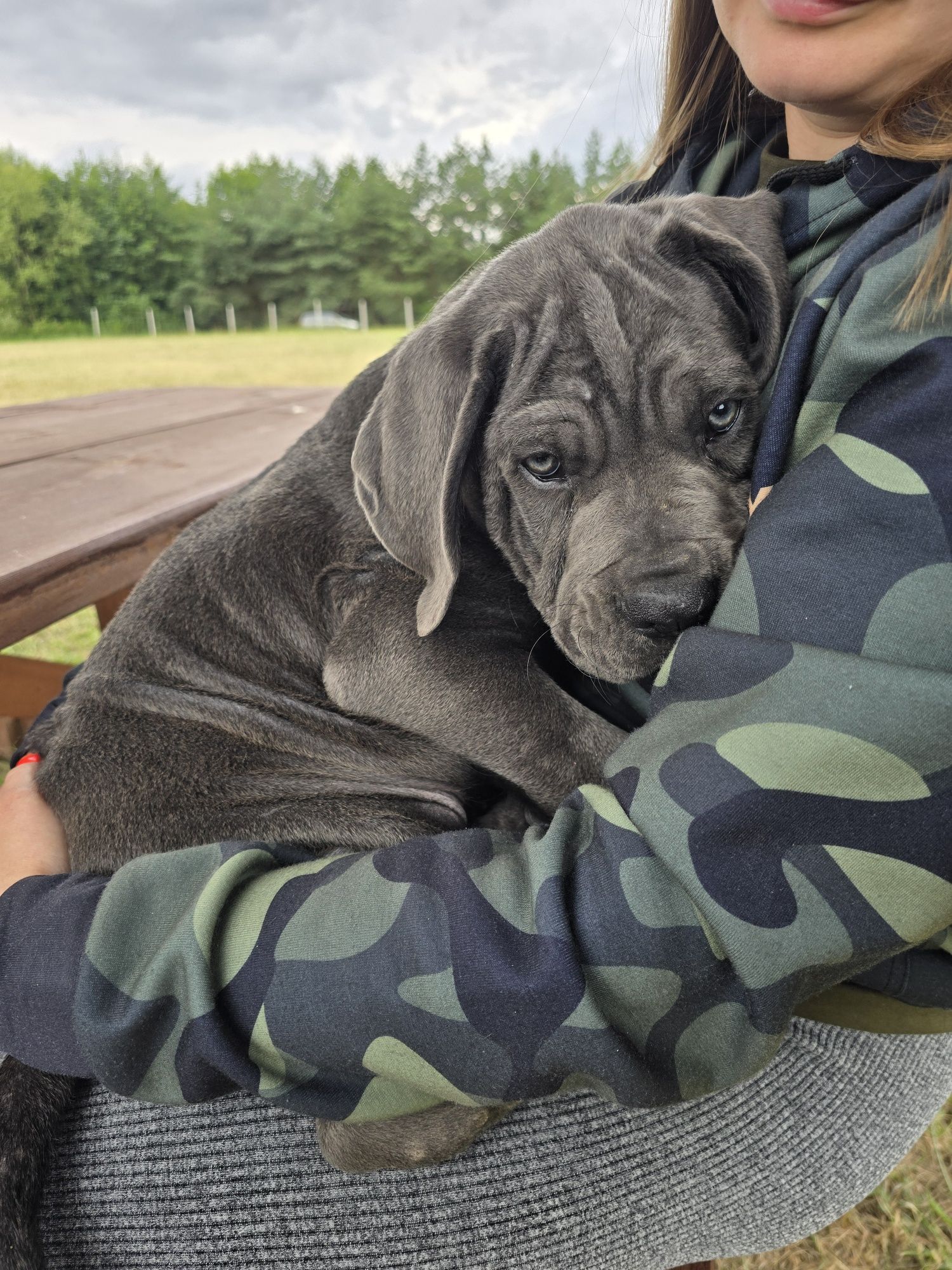 Cane Corso szczeniak suczka