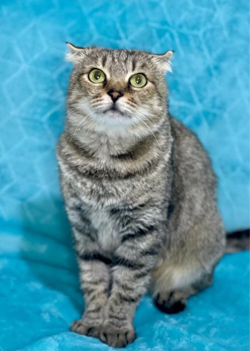 Киця шукає родину